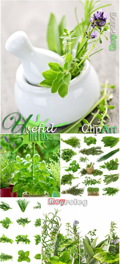 Useful herbs - ClipArt