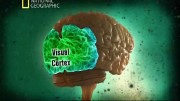Испытайте свой мозг / Test Your Brain (2011) SATRip