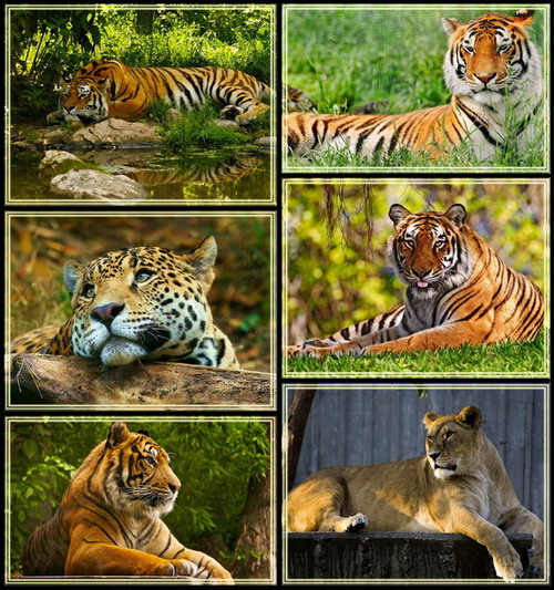 Tigers - Desktop wallpapers