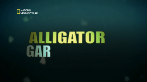 -.   / Monster fish. Alligator gar (Ted Duvall) [2010 ., , , HDTV 1080i]