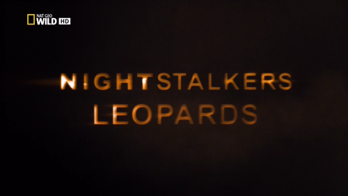  .  / Night Stalkers. Leopards [2011 ., , HDTV 1080i]