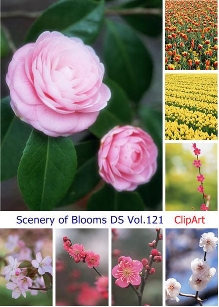 Scenery of Blooms DS Vol.121