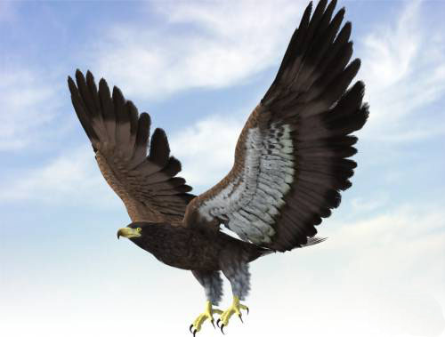 3D eagle