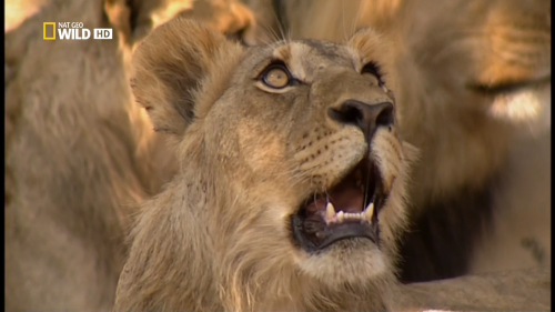 - / Lions Behaving Badly (Sue Western) [2005 ., , , HDTV 1080i]