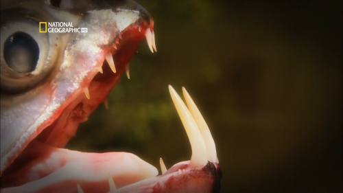  :  . - / Hooked: Monster Fish. Vampire Fish (Carlos Mora) [2009 .,  , , HDTV 1080i]