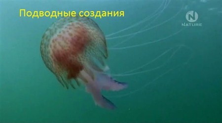 Подводные создания / Underwater Creatures (2011 / IPTVRip)