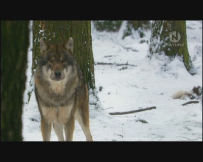 Волки Гран-Парадизо / Wolves in Gran Paradiso (2010) IPTV