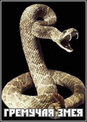 Гремучая змея / Rattlesnake (1996) SATRip