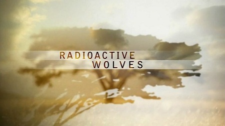 PBS Nature - Radioactive Wolves (2011) 720p HDTV x264 AAC-MVGroup