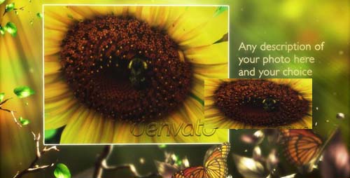 Videohive After Effects Project - Butterfly Forest