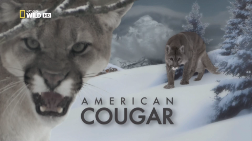   / American Cougar (Jeff Hogan) [2011 ., , HDTV 1080i]