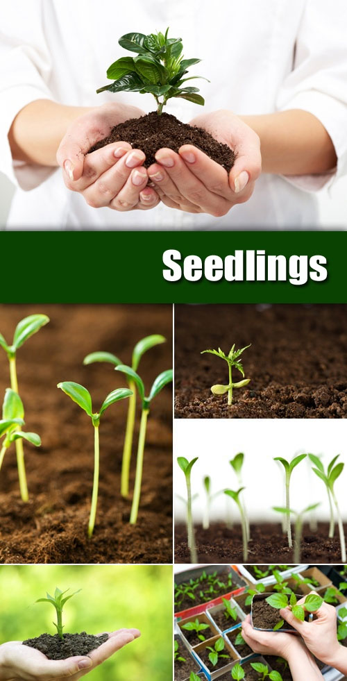 Stock Photo Seedlings, Plants