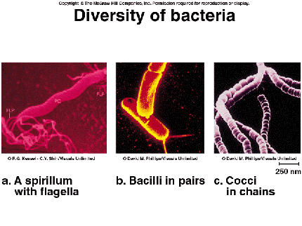 3 harmful bacteria