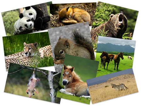 50 Beautiful Animals HD Wallpapers Set 11