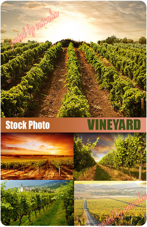UHQ Stock Photo - Vineyard
